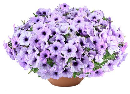 Петуния Cascadias Lavender Ice (срезы/5шт) Новинка 2026