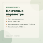 Ключевые параметры — Пилея Ливанская (Сизая)