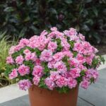 Петуния Tumbelina Compact Victoria Pro - фото 1 от Завода ФЛОРА