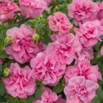 Петуния Tumbelina Compact Victoria Pro от Завода ФЛОРА