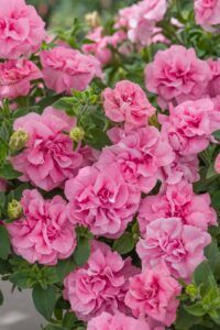 Петуния Tumbelina Compact Victoria Pro (срезы/5шт)