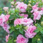 Петуния Tumbelina Compact Victoria Pro - фото 3 от Завода ФЛОРА