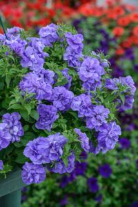 Петуния Tumbelina Compact Sophia (0,1л)