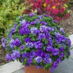 Петуния Tumbelina Compact Sophia - фото 1 от Завода ФЛОРА