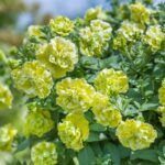 Петуния Tumbelina Matilda - фото 1 от Завода ФЛОРА