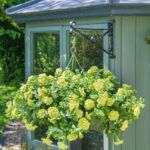 Петуния Tumbelina Matilda - фото 2 от Завода ФЛОРА