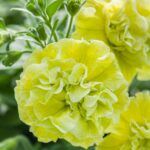 Петуния Tumbelina Matilda от Завода ФЛОРА