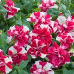 Петуния Tumbelina Compact Scarlet Ripple от Завода ФЛОРА