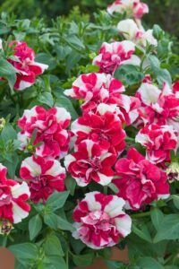 Петуния Tumbelina Compact Scarlet Ripple (0,1л)