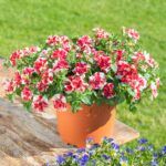 Петуния Tumbelina Compact Scarlet Ripple - фото 2 от Завода ФЛОРА