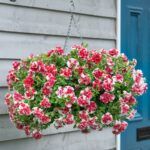 Петуния Tumbelina Compact Scarlet Ripple - фото 1 от Завода ФЛОРА