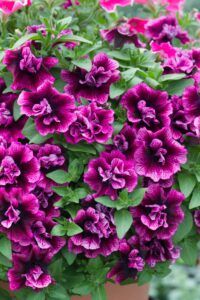 Петуния Tumbelina Compact Julianna (0,1л)