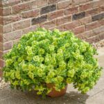 Петуния Tumbelina Compact Сhartreuse - фото 2 от Завода ФЛОРА