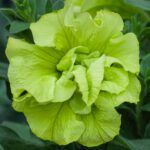 Петуния Tumbelina Compact Сhartreuse - фото 1 от Завода ФЛОРА