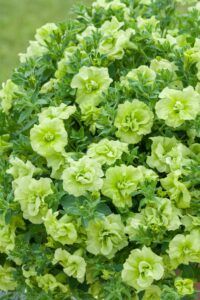 Петуния Tumbelina Compact Сhartreuse (0,1л)