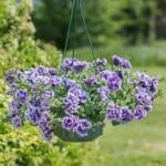 Петуния Tumbelina Priscilla Pro - фото 1 от Завода ФЛОРА