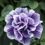 Петуния Tumbelina Priscilla Pro от Завода ФЛОРА