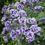 Петуния Tumbelina Priscilla Pro - фото 2 от Завода ФЛОРА