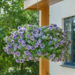 Петуния Tumbelina Priscilla Pro - фото 3 от Завода ФЛОРА