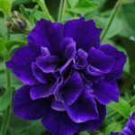 Петуния Tumbelina Belinda - фото 1 от Завода ФЛОРА