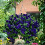 Петуния Tumbelina Belinda от Завода ФЛОРА