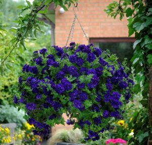 Петуния Tumbelina Belinda (0,1л)