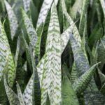 Сансевиерия Зейланика - фото 1 от Завода ФЛОРА