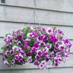 Петуния Tumbelina Compact Nicola - фото 1 от Завода ФЛОРА