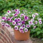 Петуния Tumbelina Compact Nicola - фото 2 от Завода ФЛОРА