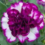 Петуния Tumbelina Compact Nicola - фото 3 от Завода ФЛОРА