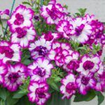 Петуния Tumbelina Compact Nicola от Завода ФЛОРА