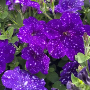 Петуния Constellation Virgo (0,1л)