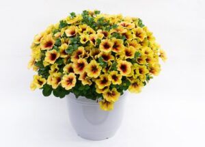 Петуния Crazytunia Bananarama (0,1л)