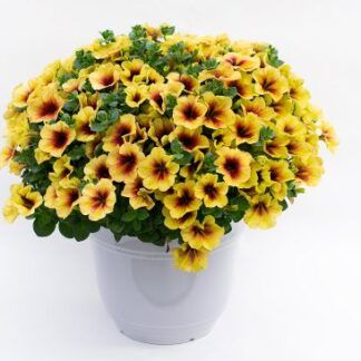 Петуния Crazytunia Bananarama (0,1л)