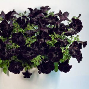 Петуния Crazytunia Black Mamba (0,1л)