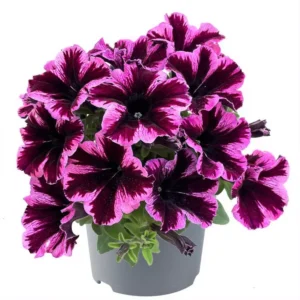 Петуния Crazytunia Cosmic Pink (0,1л)