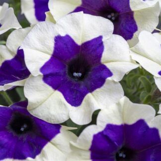 Петуния Crazytunia Inkblot (0,1л)