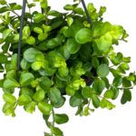 Пеперомия Rondo Venet от Завода ФЛОРА