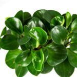 Пеперомия Туполистная от Завода ФЛОРА