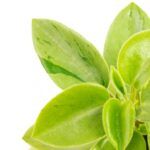 Пеперомия Пикси Лайм от Завода ФЛОРА