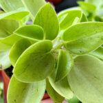 Пеперомия Пикси Лайм - фото 1 от Завода ФЛОРА