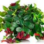 Эсхинантус Мона Лиза - фото 1 от Завода ФЛОРА