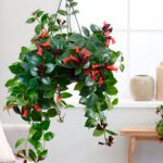 Эсхинантус Мона Лиза от Завода ФЛОРА