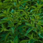 Мята Абура от Завода ФЛОРА