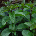 Мята Смитьяна от Завода ФЛОРА