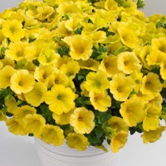 Петуния Crazytunia Yello (срезы/5шт)
