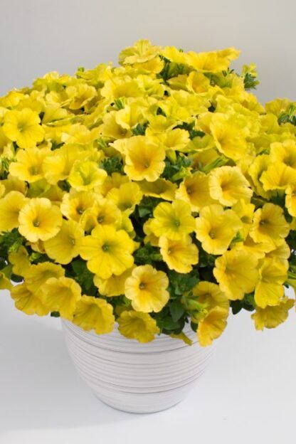 Петуния Crazytunia Yello (срезы/5шт)