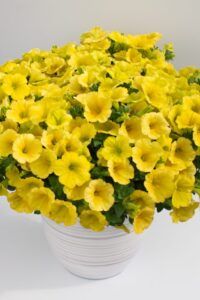 Петуния Crazytunia Yello (0,1л)