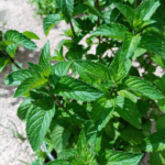 Мята Ледяная от Завода ФЛОРА