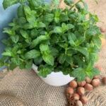 Мята Ледяной Латте с Фундуком от Завода ФЛОРА